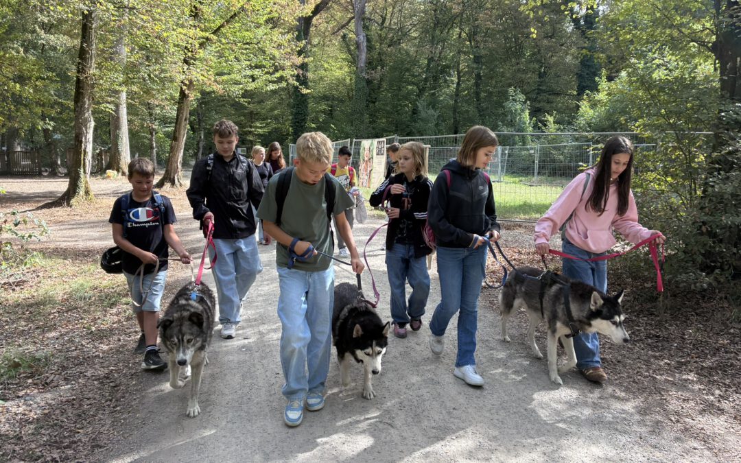 Mit Huskys und Berg Kettcars durch den Karlsruher Oberwald